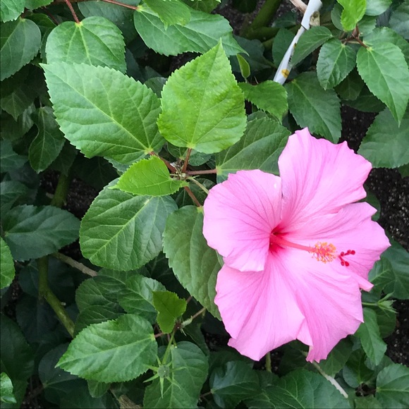 Meet Your Posher, Anne - Picture 1 of 1